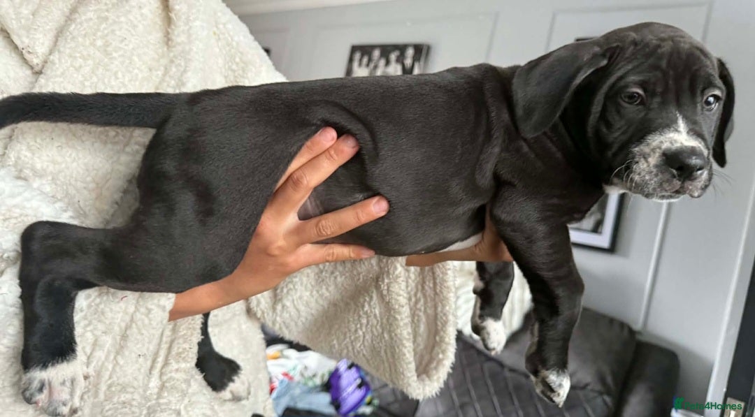 Mixed Breed dogs for sale: Beautiful pups cane/corso staff - Advert 3