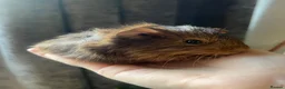 Guinea Pig rodents for sale: Baby Guinea Pigs for sale | ready to leave soon! - Advert 15