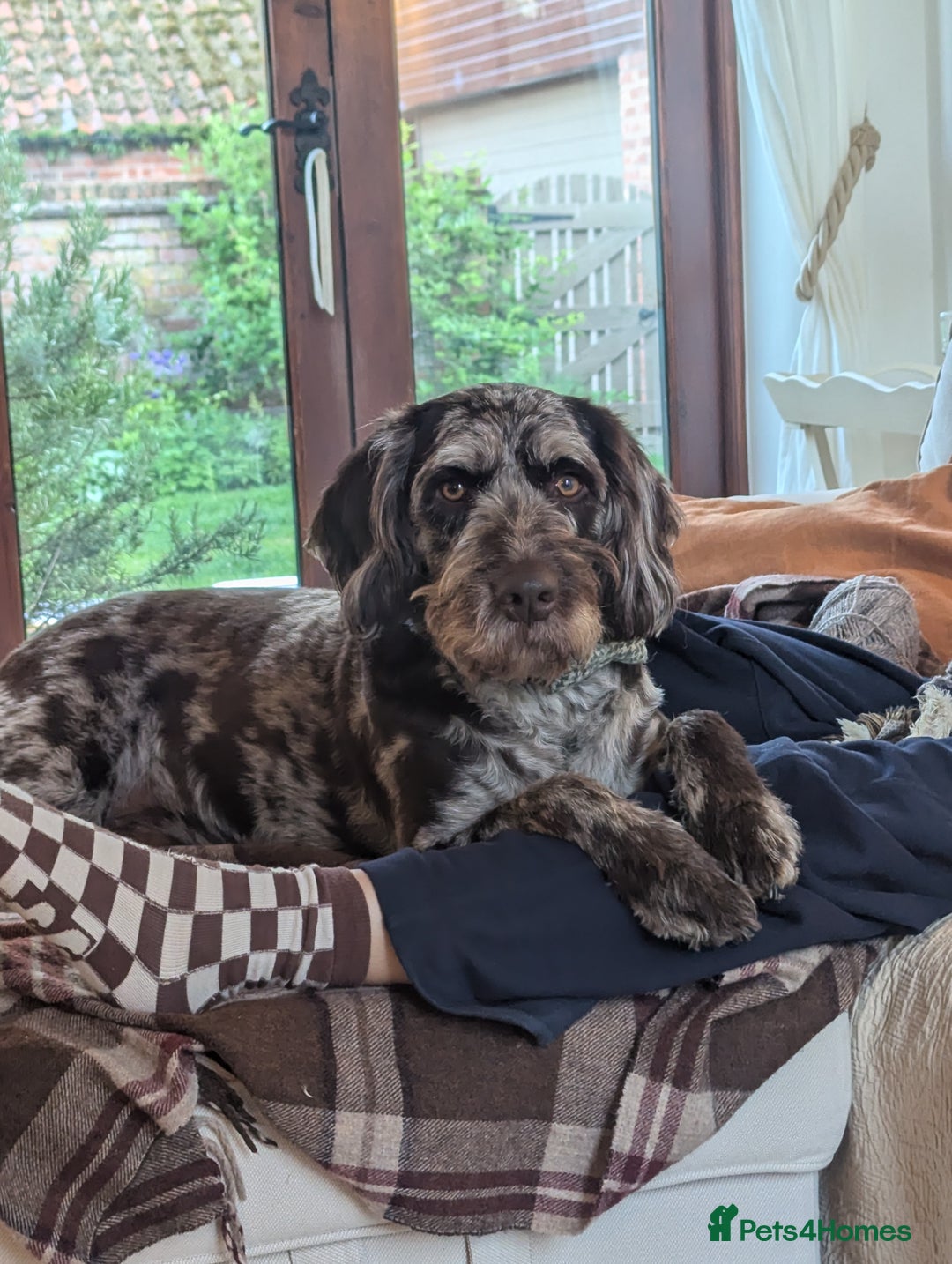 Labradoodle dogs for sale: Meet Elton – Our Beautiful Labradoodle  - Image 13