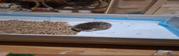 Pygmy Hedgehog rodents for sale: Africsn pygmy hedgehog in Edenbridge - Advert 6
