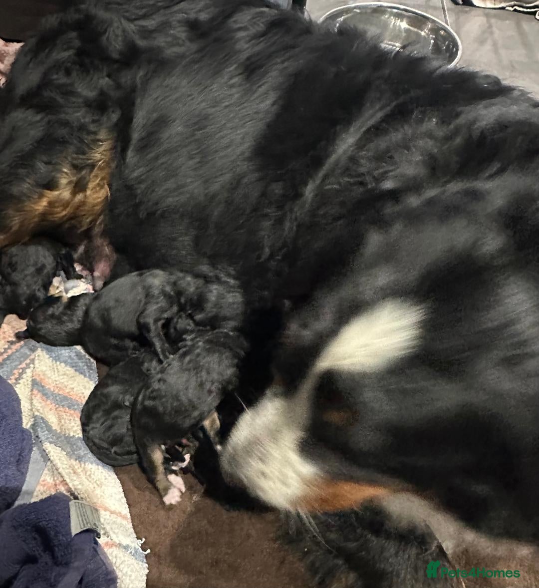 Bernedoodle dogs for sale: F1 BERNADOODLE BOYS AND GIRLS - Advert 12