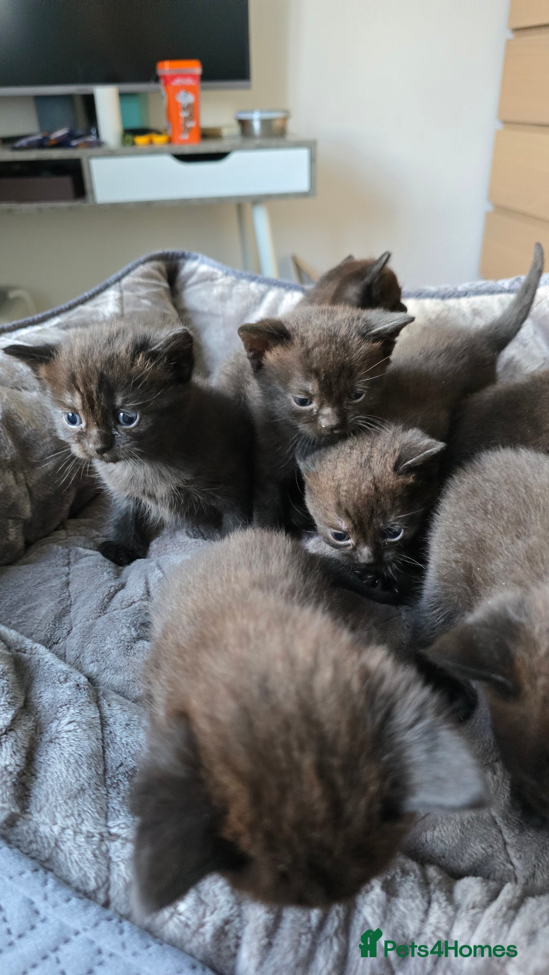 British Shorthair cats for sale: British shorthair  - Advert 8