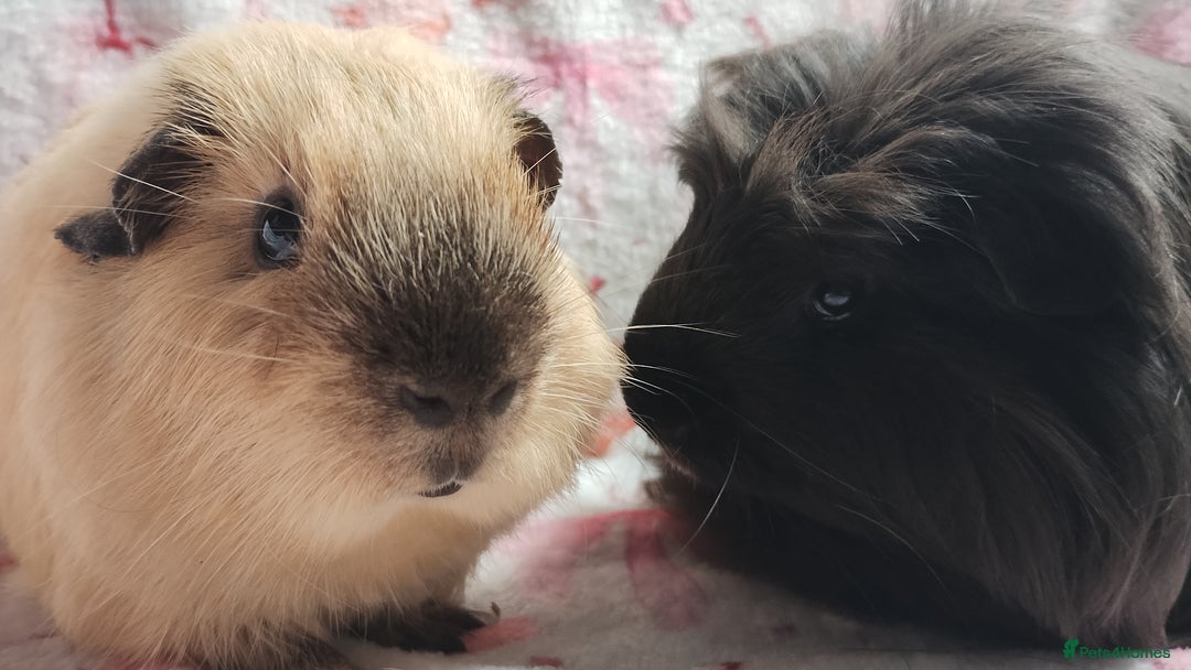 Guinea Pig rodents for sale: Beautiful black cornet and californian boys ready  - Image 1