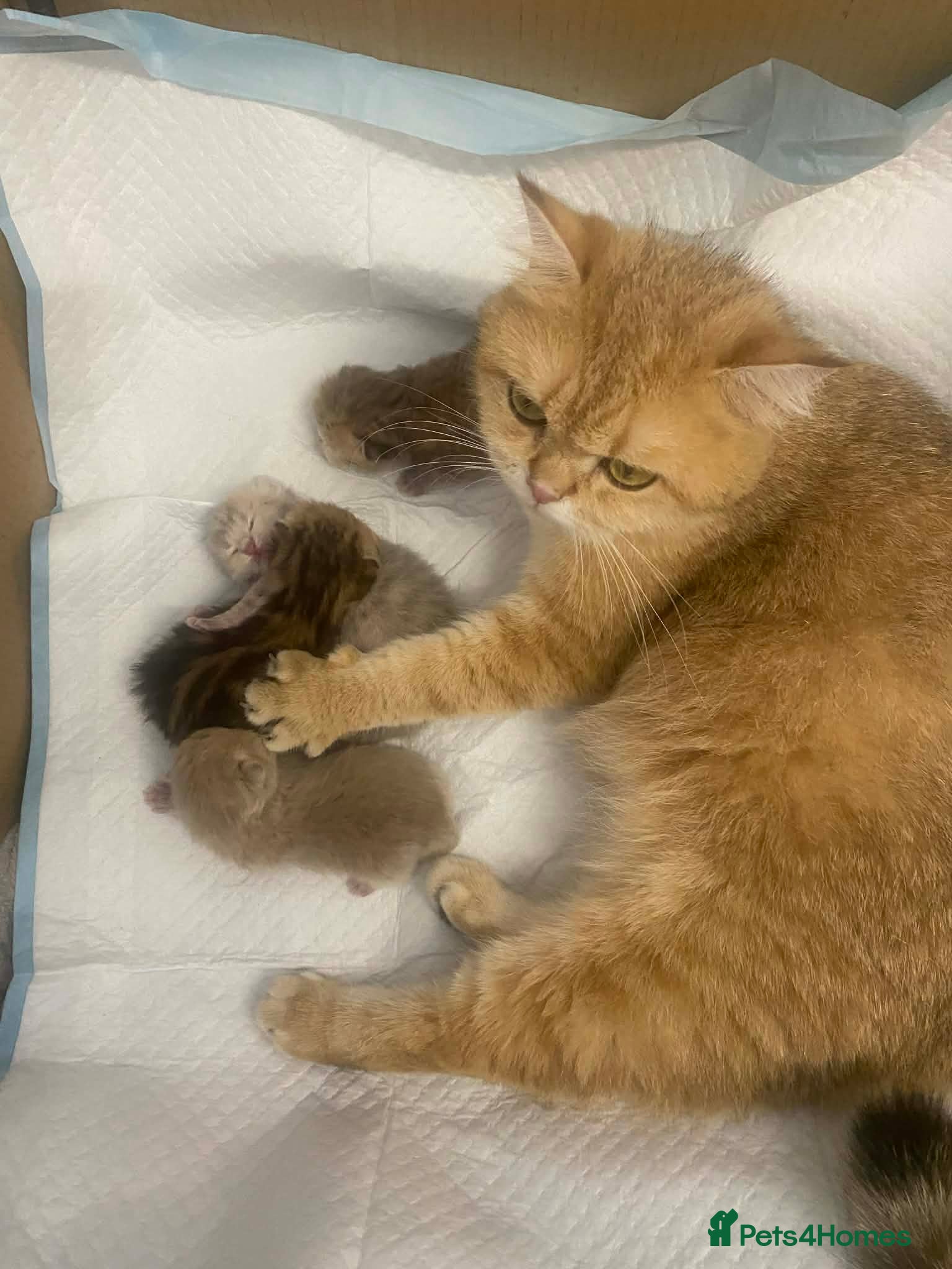 British Shorthair cats British shorthair kittens  - Advert 1