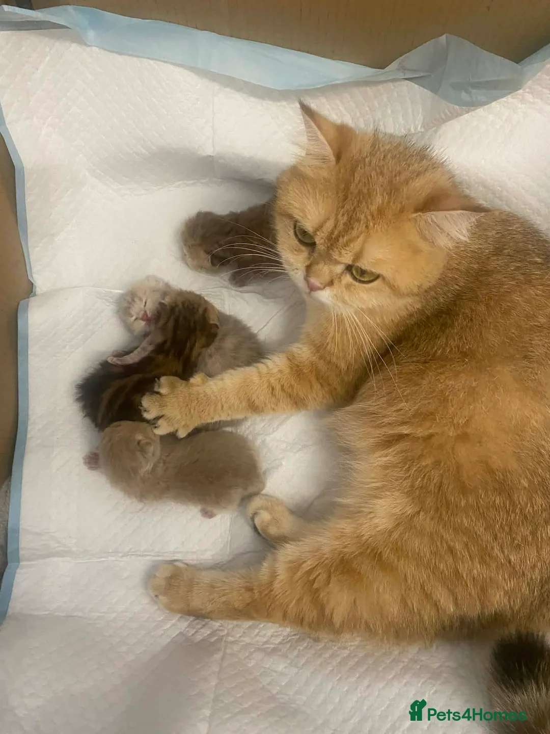 British Shorthair cats for sale: British shorthair kittens  - Advert 1