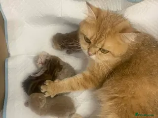 British Shorthair cats British shorthair kittens - Advert 2