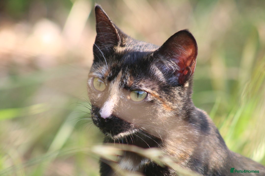 European cats for adoption: Tortoiseshell female Kitten - Image 2