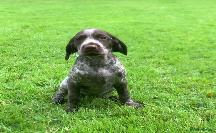 Mixed Breed dogs - Advert 2