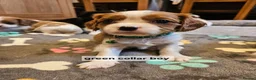 Cavalier King Charles Spaniel dogs for sale: Cavalier king charles spaniel puppies  - Advert 4