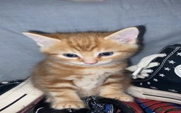Mixed Breed cats for sale: 4 gorgeous kittens - Image 2