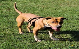 Mixed Breed dogs for sale: Female 14 month old staff cross mastiff - Image 1