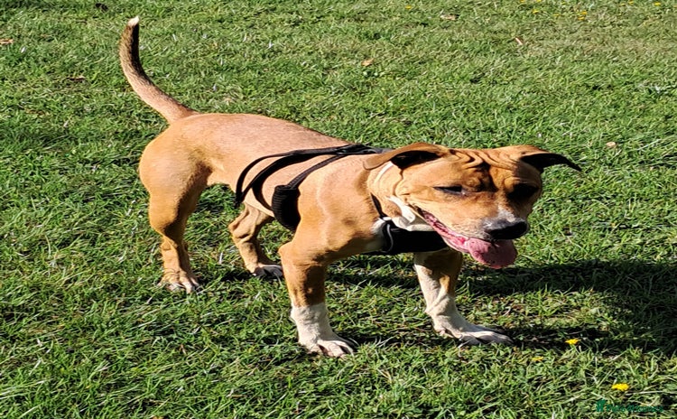 Mixed Breed dogs - Advert 4