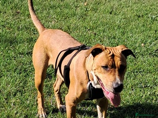 Mixed Breed dogs - Advert 5