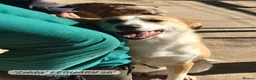 Mixed Breed dogs for adoption: Zelda, 3 yrs old approx. Available for adoption. in Brixham - Advert 27