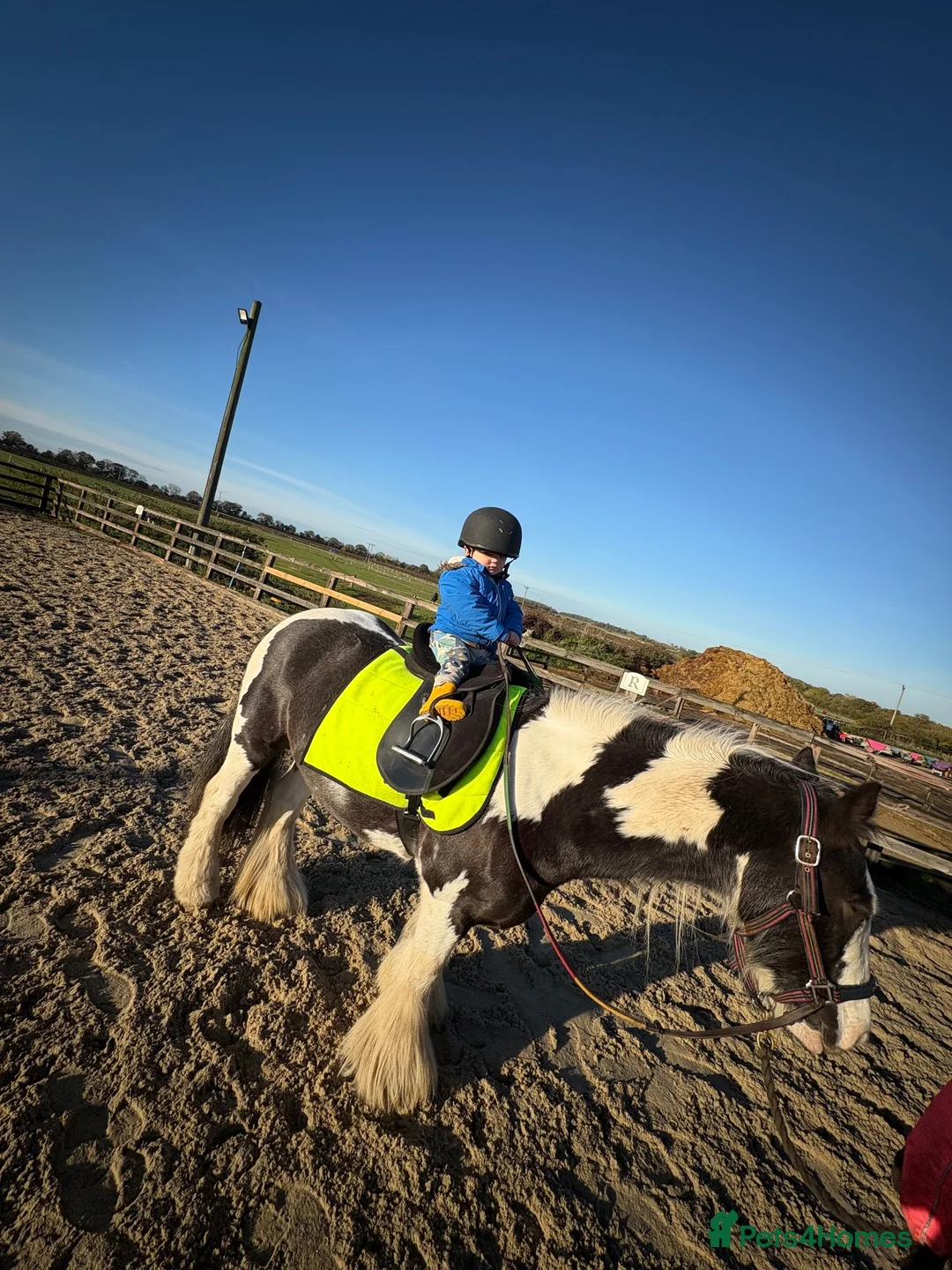 Irish Cob horses for sale: Kids pony in Stowmarket - Advert 1