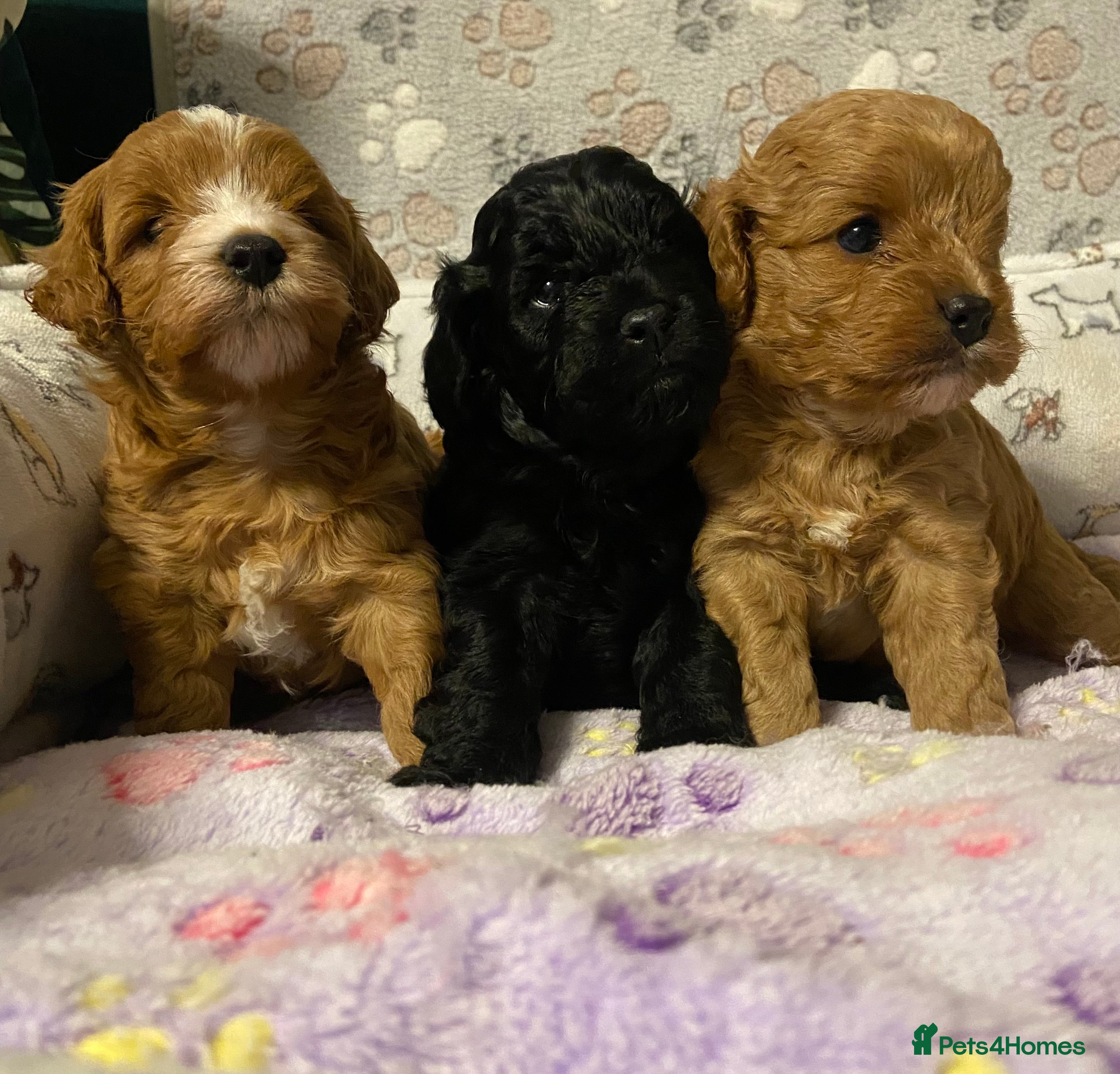Cavapoo dogs Beautiful Cavapoo Puppies Ready to leave end ofFeb - Advert 3