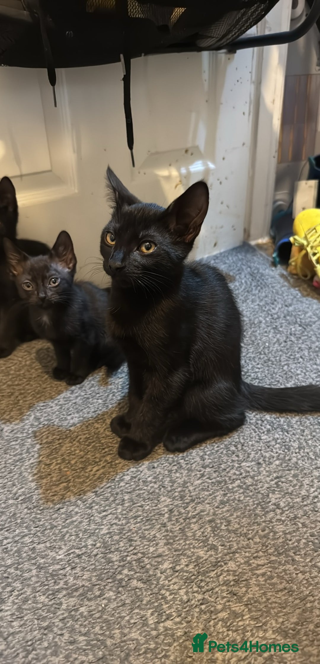 Domestic Shorthair cats for sale: Black kittens  - Image 13