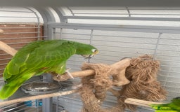 Parrots birds for sale: AMAZON YELLOW CROWNED PANAMA PROVEN PAIR - Image 13
