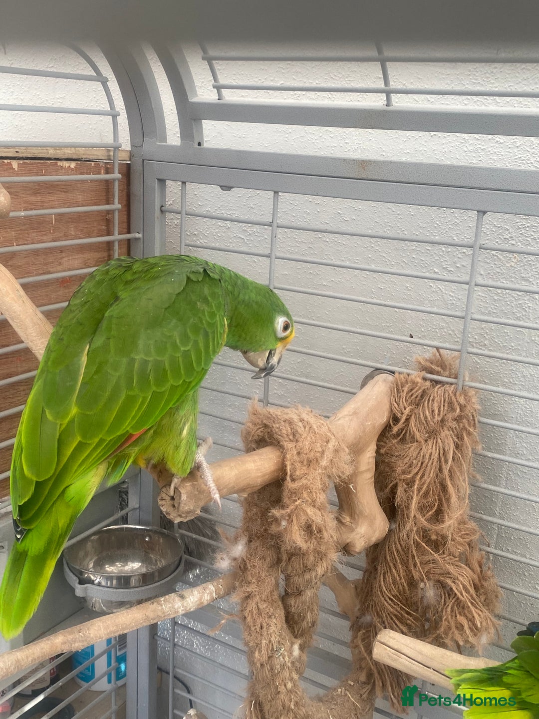 Parrots birds for sale: AMAZON YELLOW CROWNED PANAMA PROVEN PAIR - Image 13