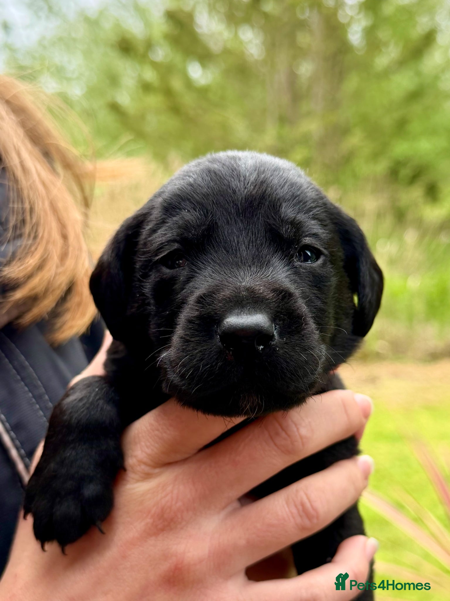 Labrador Retriever dogs for sale: Well-bred, health-tested Labrador Retriever - Advert 4