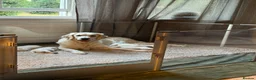Golden Retriever dogs for sale: Beautiful Golden Retriever Puppies born 21/06/26 - Advert 11