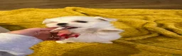 Maltese dogs for sale: Beautiful Maltese puppies home raised & socialised - Advert 14