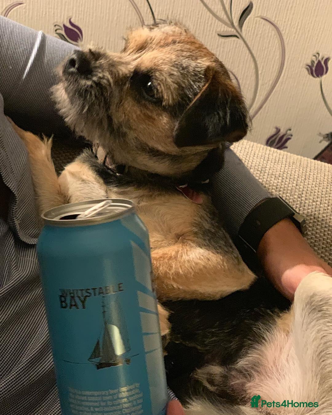 Border Terrier dogs for sale: Adorable Border Terrier boy - Advert 4