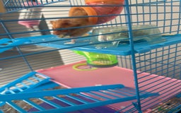 Hamster rodents for sale: Hamster and her cage  - Image 5