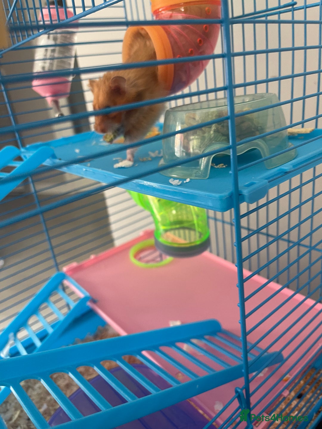 Hamster rodents for sale: Hamster and her cage  - Image 5