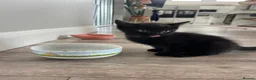 Mixed Breed cats for sale: Two beautiful black kittens  in Bracknell - Advert 12