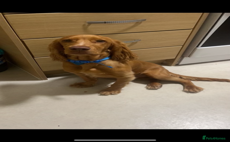 Cocker Spaniel dogs in Pontypool - Advert 13