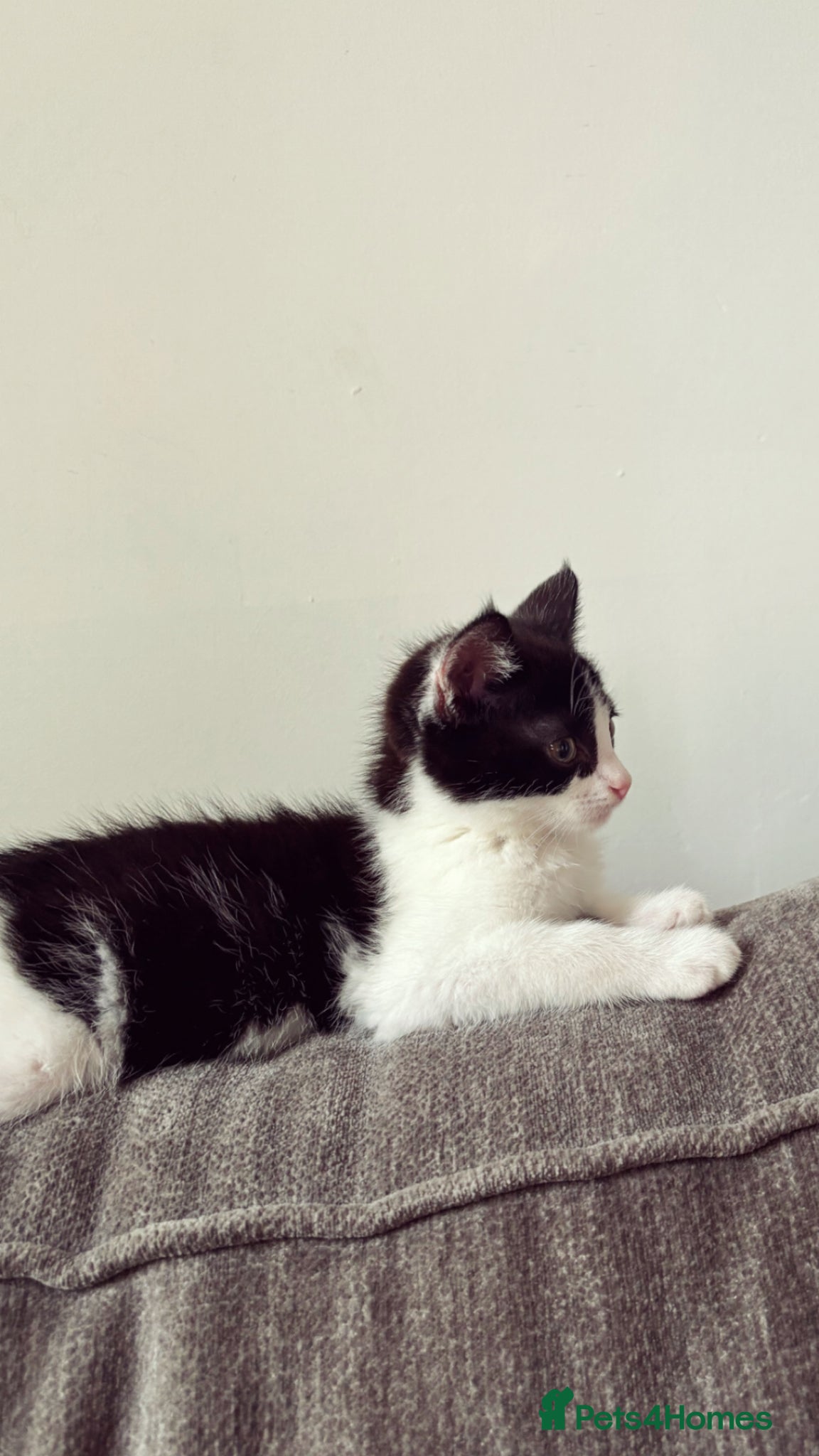Mixed Breed cats for sale: Female kitten - Advert 3