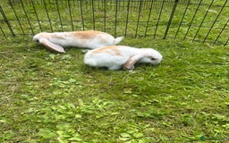 French Lop rabbits for sale: Beautiful and friendly French lop babies - Image 15