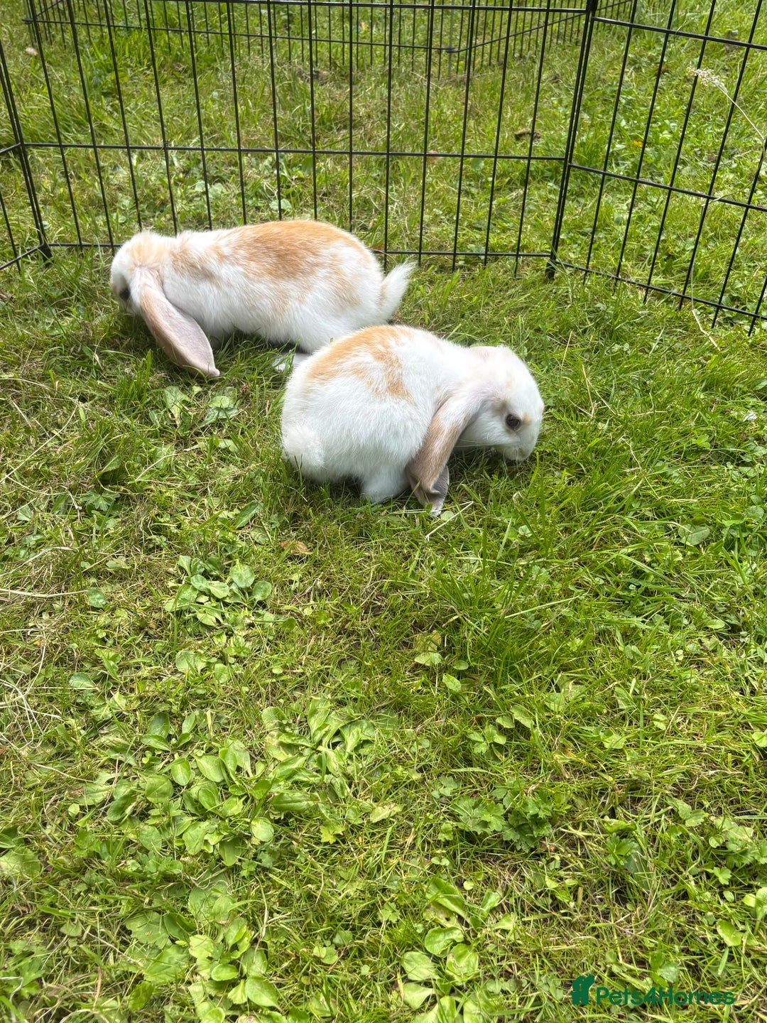 French Lop rabbits for sale: Beautiful and friendly French lop babies - Image 15