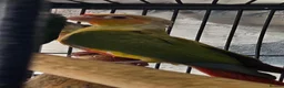 Conures birds for sale: Pineapple conures - Advert 3