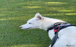 Siberian Husky dogs for sale: Beautiful husky puppies expected - Image 6