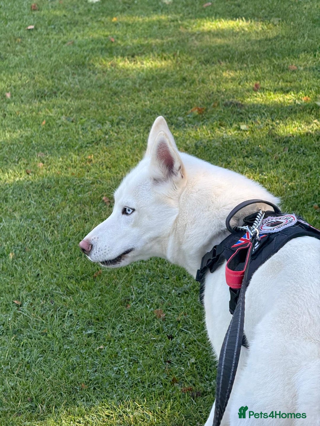 Siberian Husky dogs for sale: Beautiful husky puppies expected - Image 6