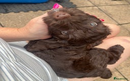 Cockapoo dogs for sale: Cockerpoo- beautiful Merle ready to go in Gillingham - Image 11