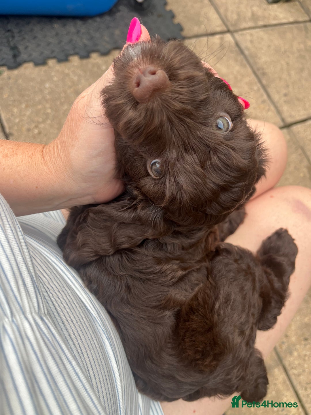 Cockapoo dogs for sale: Cockerpoo- beautiful Merle ready to go in Gillingham - Image 11
