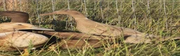 Ducks poultry for sale:  Ducklings Indian Runner Khaki Campbell Appleyard - Advert 11