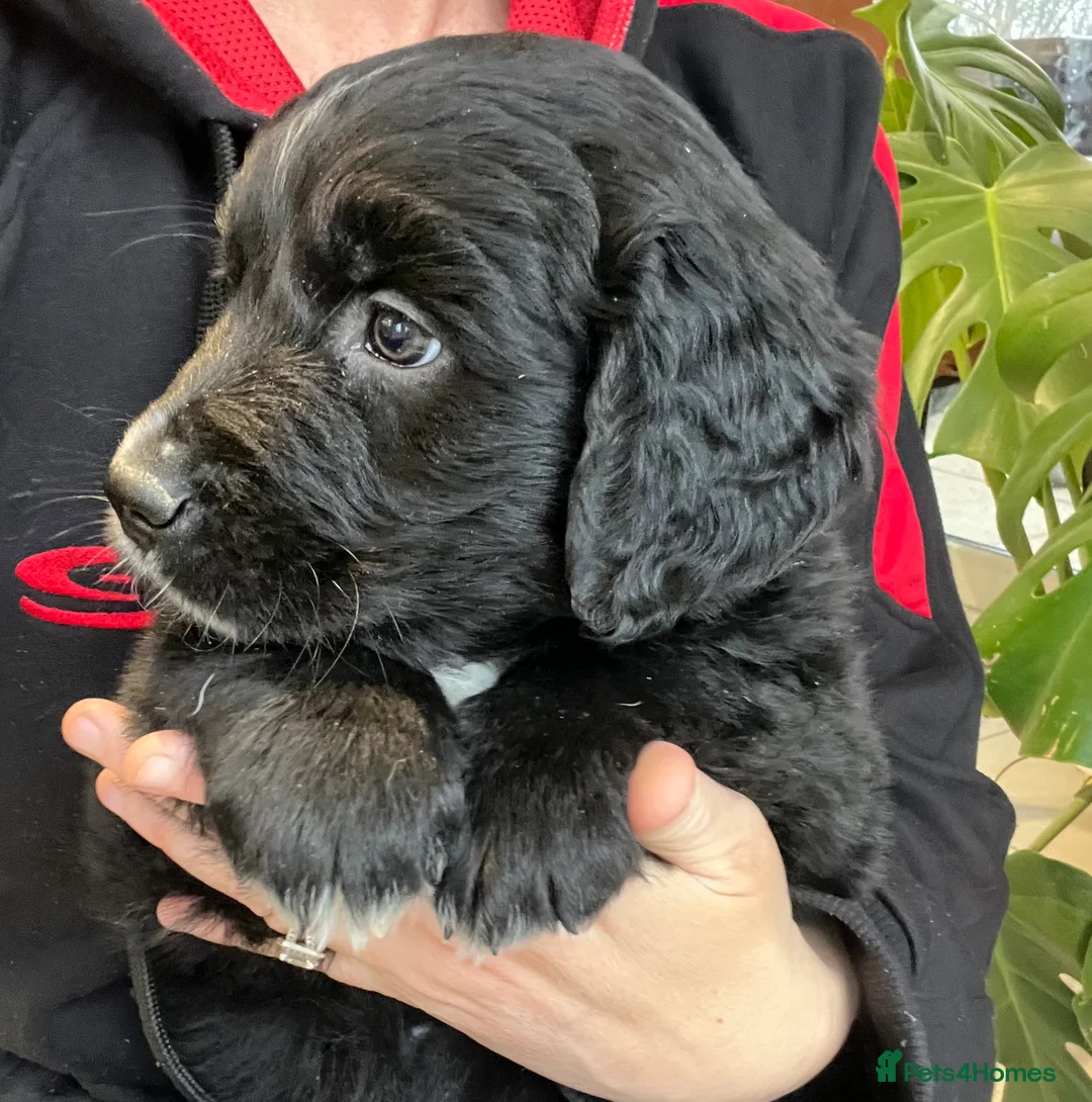 Golden Retriever dogs for sale: Beautiful Bernese Mountain Dog x Golden Retrievers - Advert 10