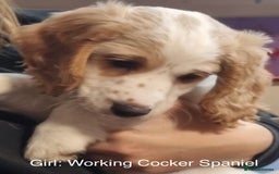 Cockapoo dogs for sale: Lemon & white cocker spaniel & Cockerpoo puppies - Advert 4