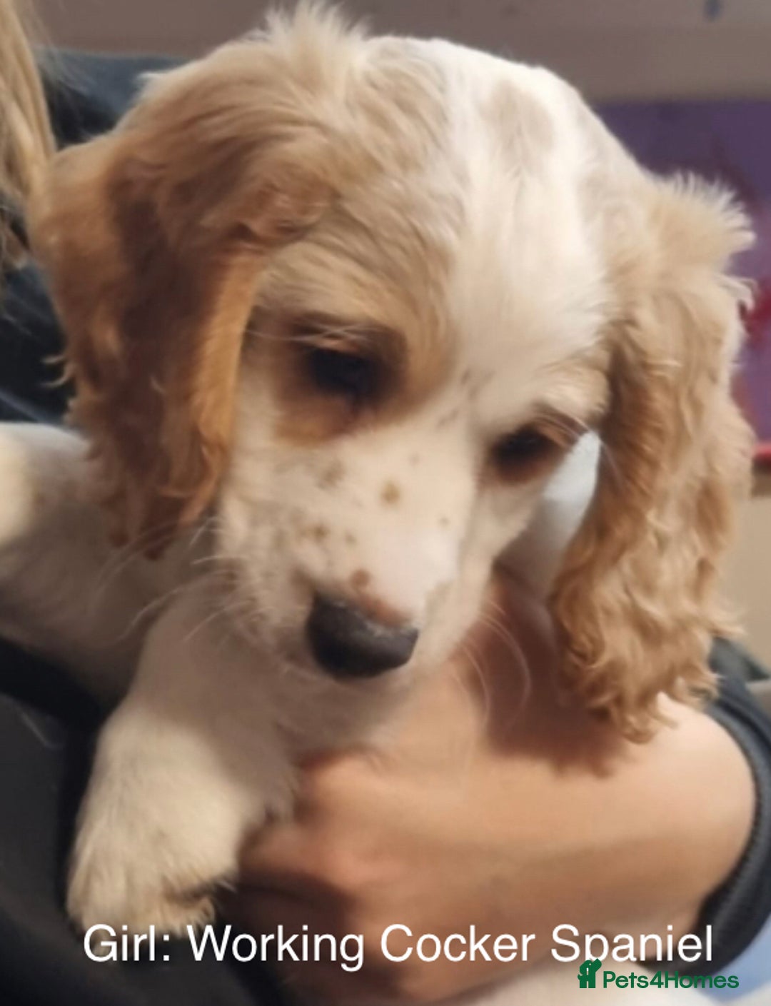 Cockapoo dogs for sale: Lemon & white cocker spaniel & Cockerpoo puppies - Advert 4