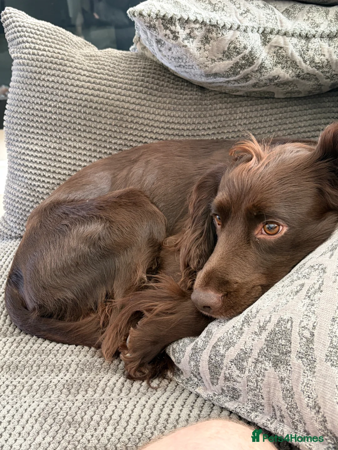 Cocker Spaniel dogs for sale: Arlo, Male Cocker Spaniel - Advert 12
