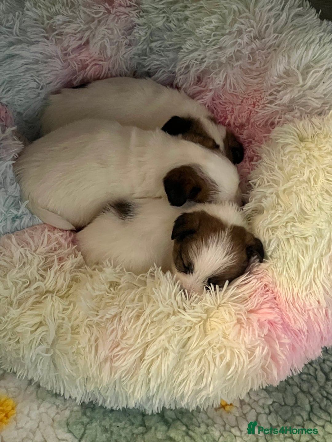 Jack Russell dogs for sale: KC registered rough coated JR pups - Advert 25