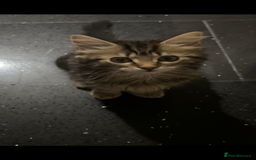 British Longhair cats for sale: British Longhair Ragdoll - Image 2
