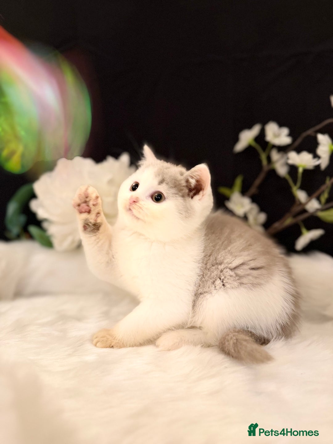 British Shorthair cats for sale: Full Pedigree Registered BSH - Advert 23