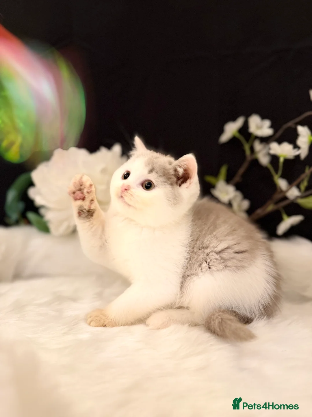 British Shorthair cats for sale: Full Pedigree Registered BSH - Advert 23