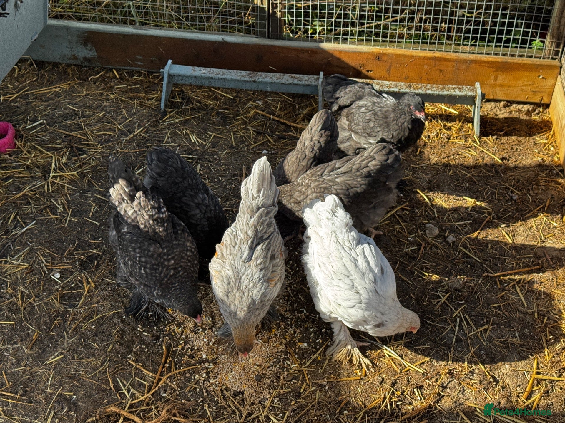 Chickens poultry 4 black Brahma hens - Advert 2