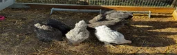 Chickens poultry for sale: 4 black Brahma hens - Advert 2